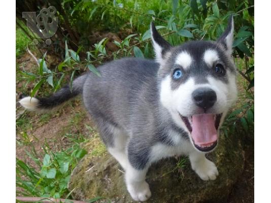 Κουτάβια Siberian Husky